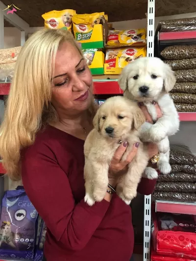 Bebek yüzlü Kut Burunlu Golden Retriever Yavrularımız