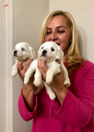 Pamuk Seker Maltese Terrier Yavrularımız