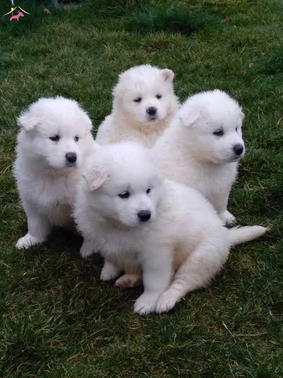 Samoyed Yavrularımiz Akkus Uretim Ciftliginden