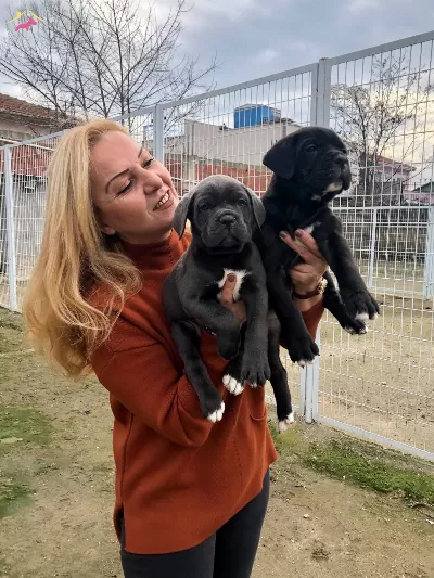 Irk Garantili Muhteşem Cane Corso Yavrularımız