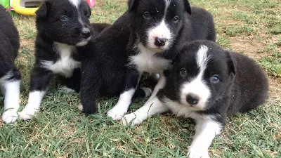 Border Coli Yavrularımız