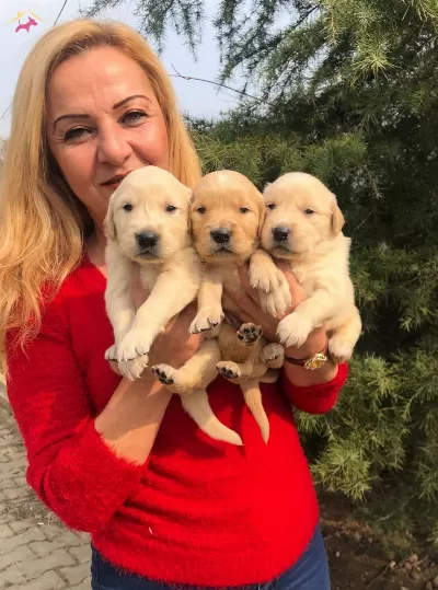 Irk Garantili Mükemmel Golden Retriever Yavrularımız