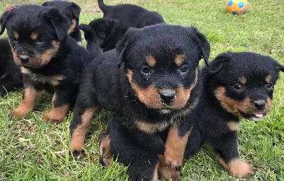 Disi Rottweiler Yavrularımız