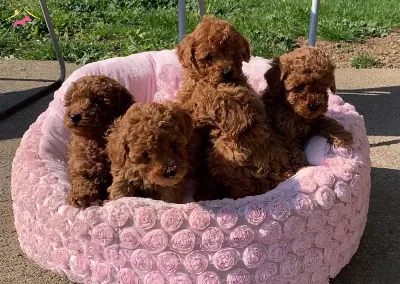 Toy Poodle Red Brown En Ufak Boy Yavrularımiz