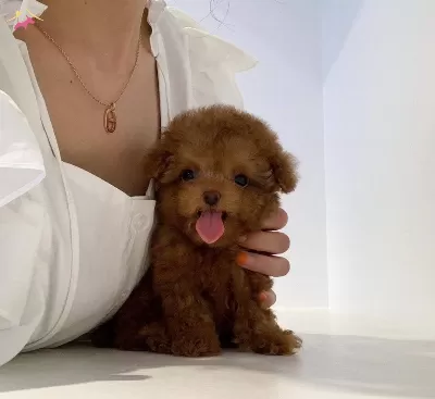 Toy Poodle Red Brown Mini Yavrularımiz