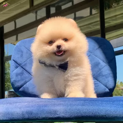 Pomeranian Boo Teddy Bear Yavrularımiz