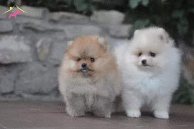 2 Aylık Pomeranian Boo