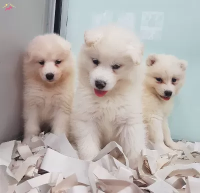 Karbeyaz Samoyed Yavrular Irkının Mukemmeli