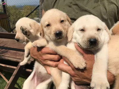Krem Sampanya Labrador Yavrularımız