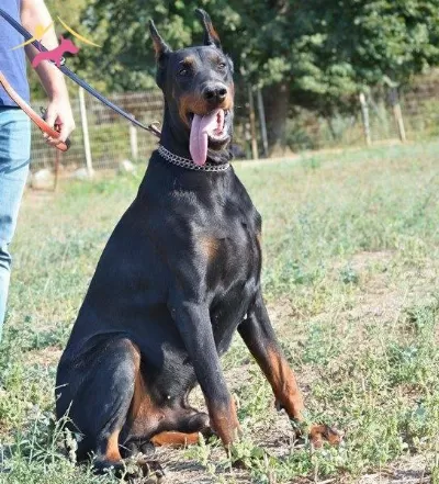 Irk Garantili Doberman Yavrularımiz