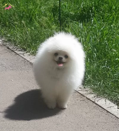 1yas Erkek Secereli Pomeranian