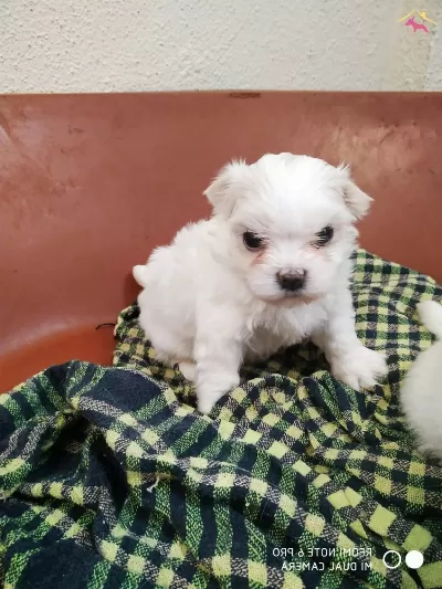 Sıfır Numara Ev Dogumu Yerli Terrier Yavrumuz Buyumezler