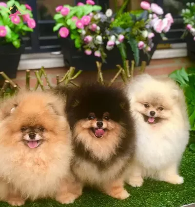 Secereli Pomeranian Boo