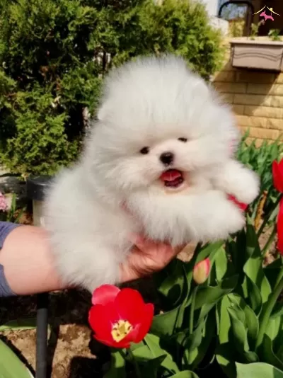 Pomeranian Boo Ayicik Tip Yavrularımız
