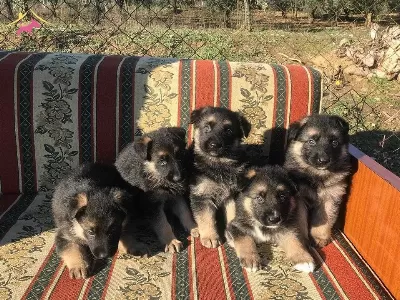 Cok Kaliteli Alman Kurdu Yavruları