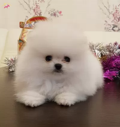 Secereli Pomeranian Boo