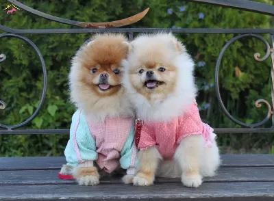 Serceleri Pomeranian Boo