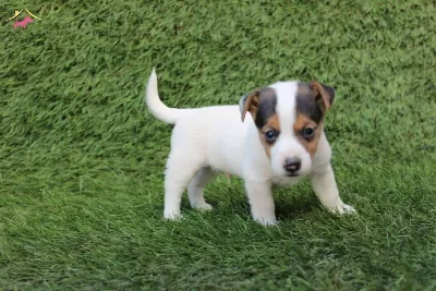 Köpek Irkının En Zeki Tüm Özellikleriyle Tercih Edilen