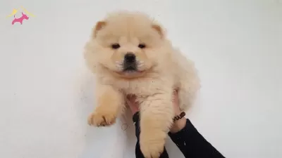 Chow Chow Yavrularımız