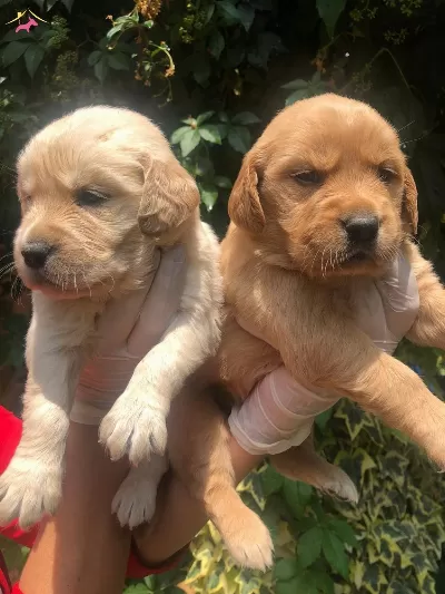 Golden Retrieber Yavrular