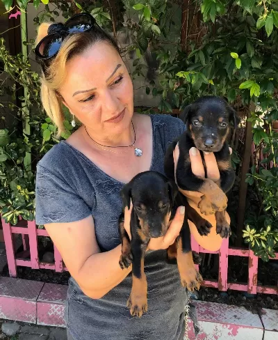 Muhteşem King Doberman Yavrularımız