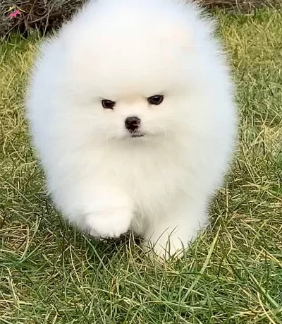 Sercereli Pomeranian Boo