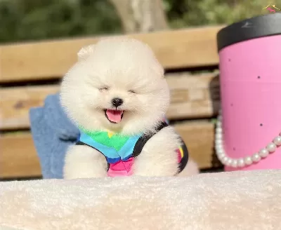 Pomeranian Boo Ayicik Suratlı Boo Tip Yavrularımız
