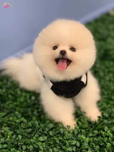 Saf Pomeranian Boo Yavrularının Adresi