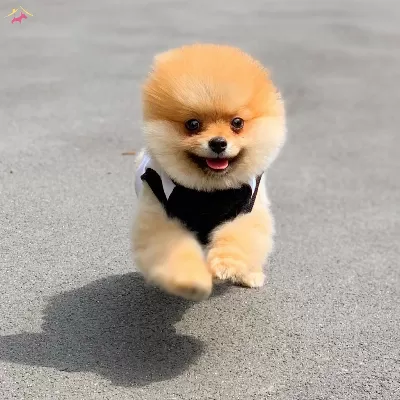 Saf Pomeranian Boo Isteyenlere
