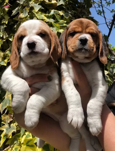 Uretim Ciftliginden Harika Beagle Yavrularımız