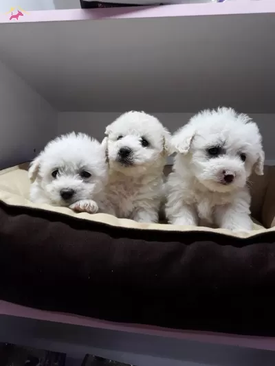 Maltesse Terrier Numara