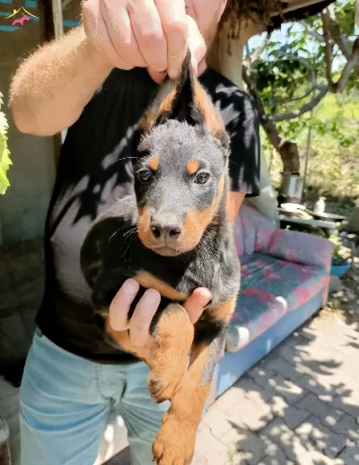 A Kalite Kong Doberman Erkek Yavrularımız