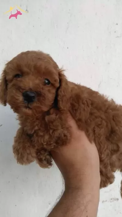 Gerçek Red Brown Toy Poodle Bebekler