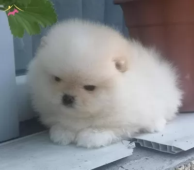 Sercereli Pomeranian Boo