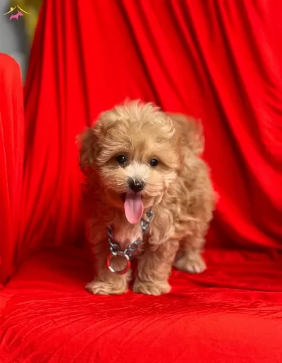 Maltipoo F2 Red Mini Boy Safkan Yavrularımız