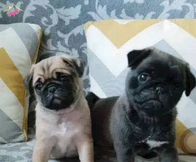 Ulusalarası Secereli Pug Yavrularımız