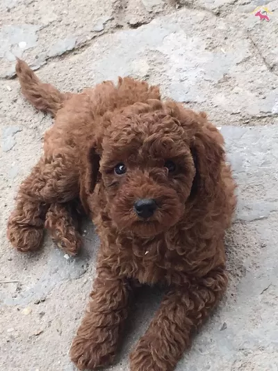 Irkının En Iyisi Toy Poodle Bebekleri