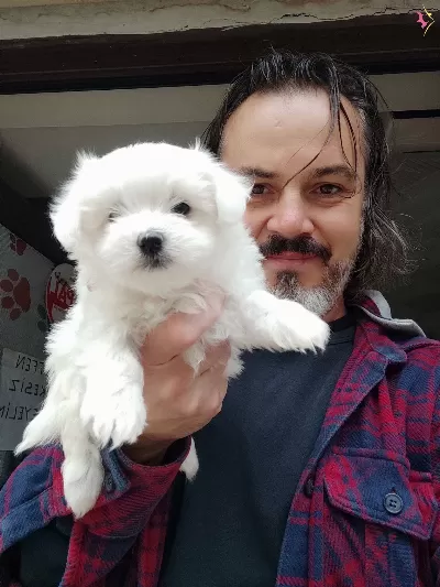 Sıfır Numara Orjinal Maltese Yavrular