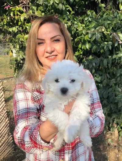 Pamuk Eker Maltese Terrier Yavrularmz
