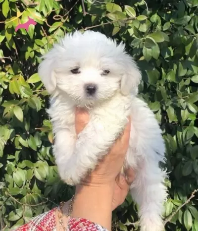 Bem Beyaz Kar Topu Maltese Terrier Yavrularımız
