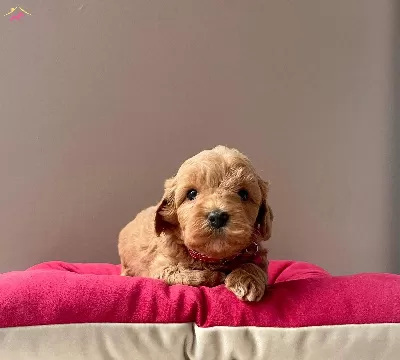 A Kalite Maltipoo Yavrularımiz