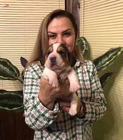 Uc Renk Harika Beagle Yavrularımız