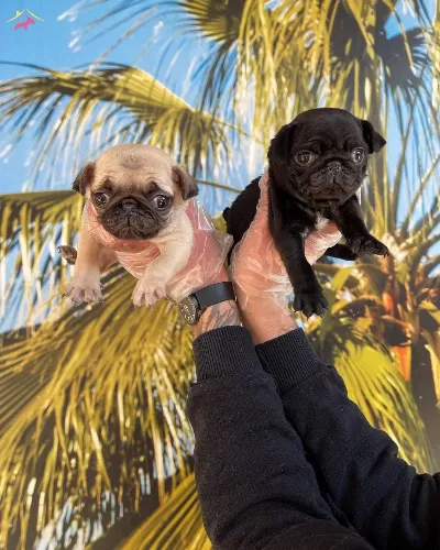 Irk Ve Sağlık Garantili Pug Yavrular