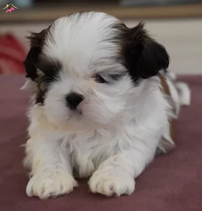 Irk Ve Saglik Garantili Shihtzu