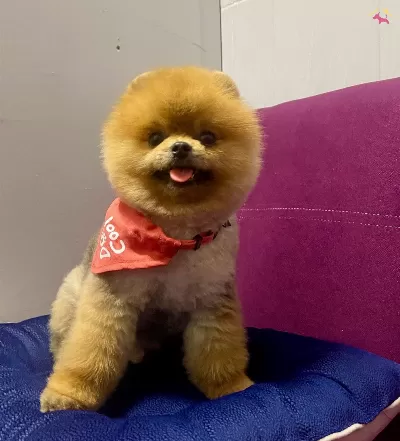 Pomeranian Boo Teddy Bear Ayı Surat Yetiskinler