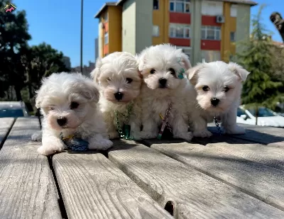 Maltese Terrier Mini Yavrularımız Safkan