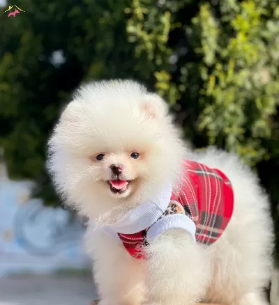 Pomeranian Boo Safkan Belgeli Ayı Tip Yavrularımız