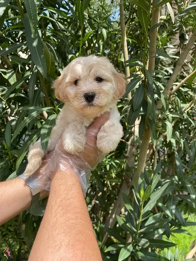 Pofuduk Tüylü Maltipoo Yavruları
