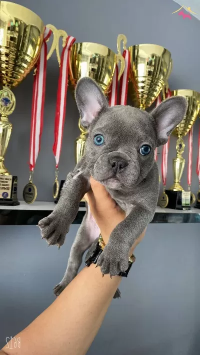 A Kalite French Bulldog Blue Yavrularımız
