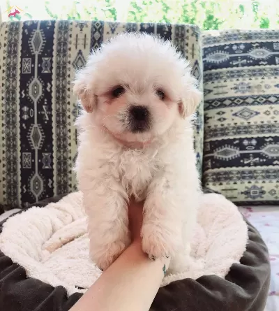 Nadir Görülen Güzellikte Maltese Terrier